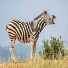 Zebra (1228).jpeg