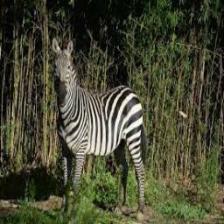 Zebra (1240).jpeg