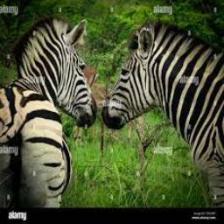 Zebra (1245).jpeg