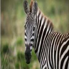 Zebra (128).jpeg