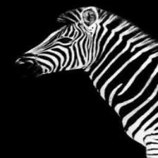 Zebra (1283).jpeg