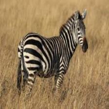Zebra (129).jpeg