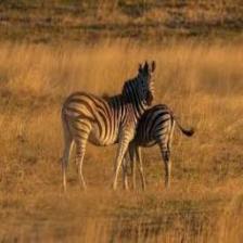 Zebra (1300).jpeg