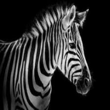 Zebra (1307).jpeg