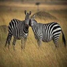Zebra (1362).jpeg