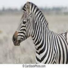Zebra (1367).jpeg