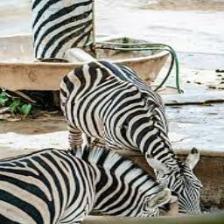 Zebra (1394).jpeg