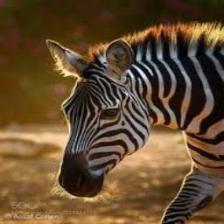 Zebra (1429).jpeg