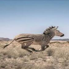 Zebra (1436).jpeg
