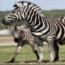 Zebra (1439).jpeg