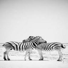 Zebra (1441).jpeg
