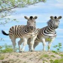 Zebra (1457).jpeg