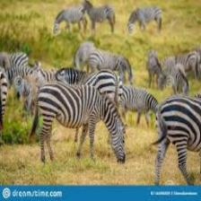 Zebra (149).jpeg