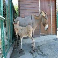 Zebra (1517).jpeg