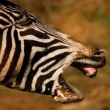 Zebra (1520).jpeg
