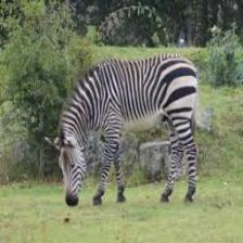 Zebra (1527).jpeg