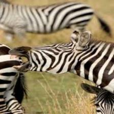 Zebra (154).jpeg