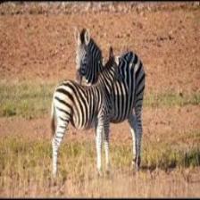 Zebra (1575).jpeg