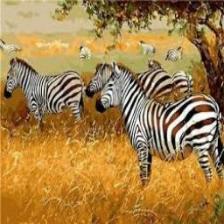 Zebra (158).jpeg