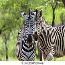 Zebra (1582).jpeg