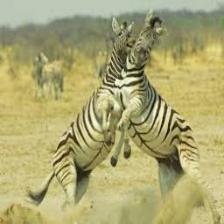 Zebra (1597).jpeg