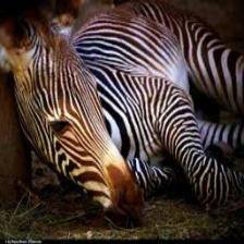Zebra (1615).jpeg