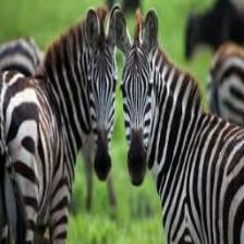 Zebra (1628).jpeg