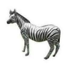 Zebra (1645).jpeg