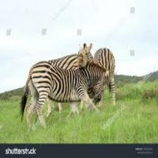 Zebra (1658).jpeg