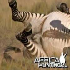 Zebra (1668).jpeg