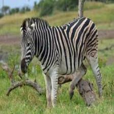 Zebra (1680).jpeg