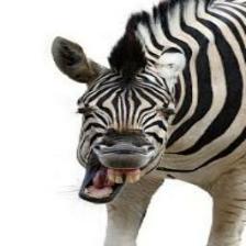 Zebra (1773).jpeg
