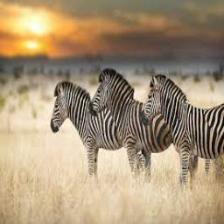 Zebra (180).jpeg