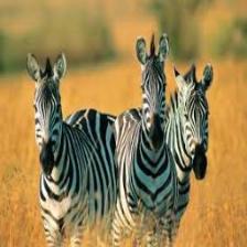 Zebra (1872).jpeg