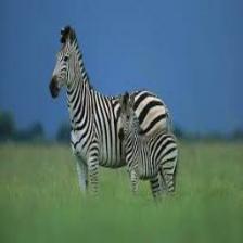 Zebra (1879).jpeg