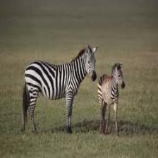 Zebra (191).jpeg