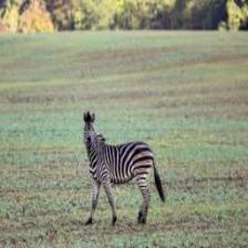 Zebra (1915).jpeg