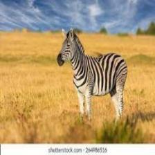 Zebra (1944).jpeg
