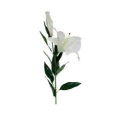 Lily-Train (1235).jpeg