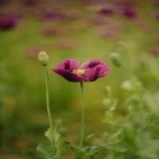 Poppy-Train (176).jpeg