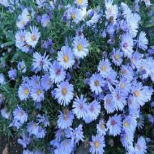 Aster-Train (1010).jpeg