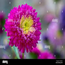 Aster-Train (1146).jpeg