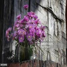 Aster-Train (1155).jpeg
