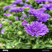Aster-Train (1201).jpeg