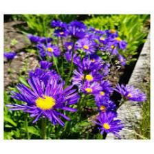 Aster-Train (1307).jpeg