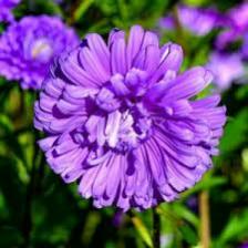 Aster-Train (1318).jpeg