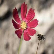 Aster-Train (163).jpeg
