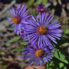 Aster-Train (264).jpeg
