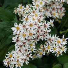 Aster-Train (314).jpeg