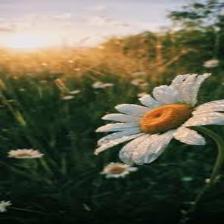 Daisy-Train (101).jpeg